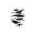 Picture of Ocean Life Black and White _GroupedProduct_Rectangle_Portrait_Unframed_Print_Only_