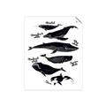 Picture of Ocean Life Black and White _GroupedProduct_Rectangle_Portrait_Unframed_Print_Only_