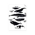 Picture of Ocean Life Black and White _GroupedProduct_Rectangle_Portrait_Unframed_Print_Only_