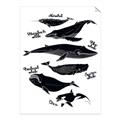Picture of Ocean Life Black and White _GroupedProduct_Rectangle_Portrait_Unframed_Print_Only_