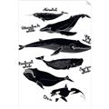 Picture of Ocean Life Black and White _GroupedProduct_Rectangle_Portrait_Unframed_Print_Only_