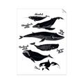 Picture of Ocean Life Black and White _GroupedProduct_Rectangle_Portrait_Unframed_Print_Only_