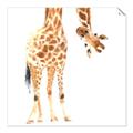 Picture of Bending over Giraffe _GroupedProduct_Square_Unframed_Print_Only_