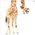 Picture of Bending over Giraffe _GroupedProduct_Square_Unframed_Print_Only_