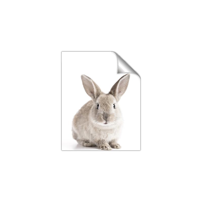 Picture of In Front Bunny _GroupedProduct_Rectangle_Portrait_Unframed_Print_Only_