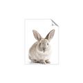 Picture of In Front Bunny _GroupedProduct_Rectangle_Portrait_Unframed_Print_Only_