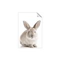 Picture of In Front Bunny _GroupedProduct_Rectangle_Portrait_Unframed_Print_Only_