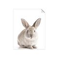 Picture of In Front Bunny _GroupedProduct_Rectangle_Portrait_Unframed_Print_Only_