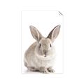 Picture of In Front Bunny _GroupedProduct_Rectangle_Portrait_Unframed_Print_Only_