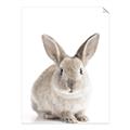 Picture of In Front Bunny _GroupedProduct_Rectangle_Portrait_Unframed_Print_Only_