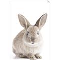 Picture of In Front Bunny _GroupedProduct_Rectangle_Portrait_Unframed_Print_Only_