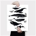Picture of Ocean Life Black and White _GroupedProduct_Rectangle_Portrait_Canvas_