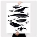 Picture of Ocean Life Black and White _GroupedProduct_Rectangle_Portrait_Canvas_