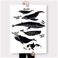 Picture of Ocean Life Black and White _GroupedProduct_Rectangle_Portrait_Canvas_