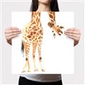 Picture of Bending over Giraffe _GroupedProduct_Square_Canvas_