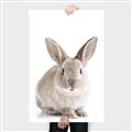 Picture of In Front Bunny _GroupedProduct_Rectangle_Portrait_Canvas_