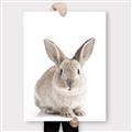 Picture of In Front Bunny _GroupedProduct_Rectangle_Portrait_Canvas_