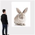Picture of In Front Bunny _GroupedProduct_Rectangle_Portrait_Canvas_