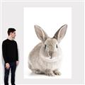 Picture of In Front Bunny _GroupedProduct_Rectangle_Portrait_Canvas_