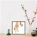 Picture of Bending over Giraffe _GroupedProduct_Square_Canvas_Framed_