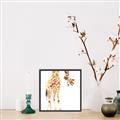 Picture of Bending over Giraffe _GroupedProduct_Square_Canvas_Framed_