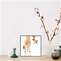 Picture of Bending over Giraffe _GroupedProduct_Square_Canvas_Framed_