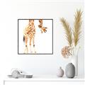 Picture of Bending over Giraffe _GroupedProduct_Square_Canvas_Framed_