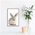 Picture of In Front Bunny _GroupedProduct_Rectangle_Portrait_Canvas_Framed_