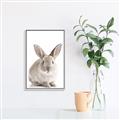 Picture of In Front Bunny _GroupedProduct_Rectangle_Portrait_Canvas_Framed_
