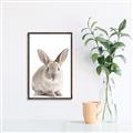 Picture of In Front Bunny _GroupedProduct_Rectangle_Portrait_Canvas_Framed_