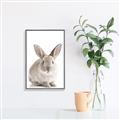 Picture of In Front Bunny _GroupedProduct_Rectangle_Portrait_Canvas_Framed_