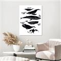 Picture of Ocean Life Black and White _GroupedProduct_Rectangle_Portrait_Unframed_Print_Only_