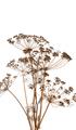 Picture of Angelica Plant _GroupedProduct_Rectangle_Portrait_Unframed_Print_Only_
