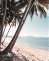 Picture of Beach Palms  _GroupedProduct_Rectangle_Portrait_Photography _GroupedProduct_Rectangle_Portrait_Unframed_Print_Only_