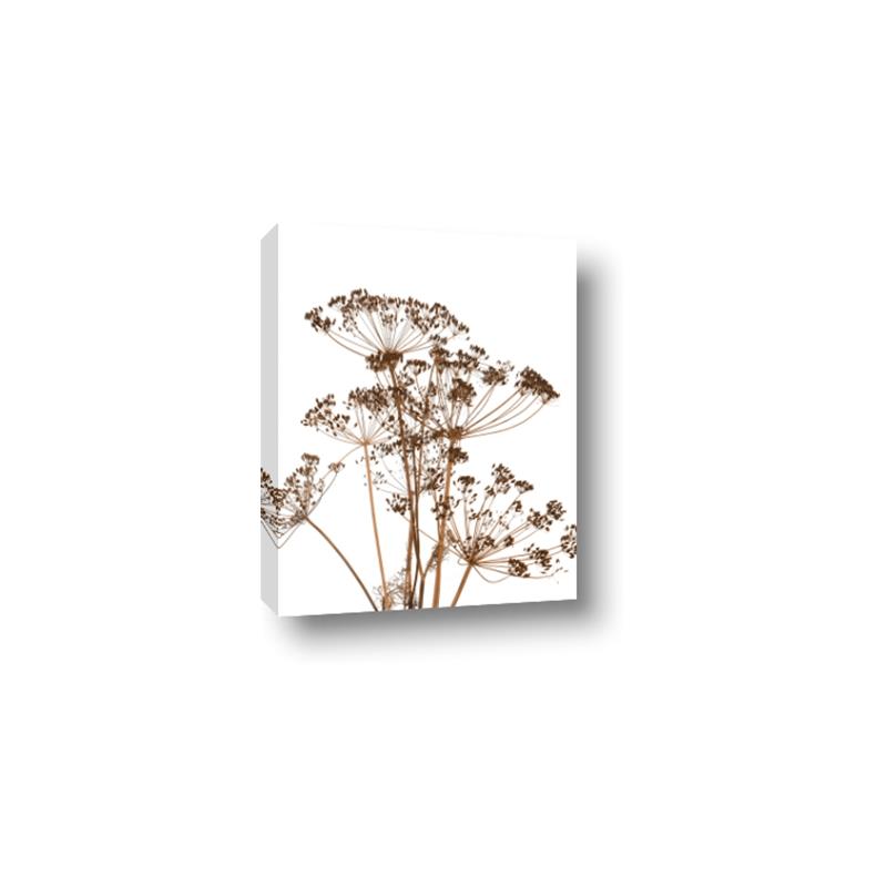 Picture of Angelica Plant _GroupedProduct_Rectangle_Portrait_Canvas_