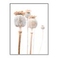 Picture of About to Bloom  _GroupedProduct_Rectangle_Portrait_Photography _GroupedProduct_Rectangle_Portrait_Canvas_Framed_
