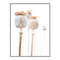 Picture of About to Bloom  _GroupedProduct_Rectangle_Portrait_Photography _GroupedProduct_Rectangle_Portrait_Canvas_Framed_