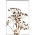 Picture of Angelica Plant _GroupedProduct_Rectangle_Portrait_Canvas_Framed_