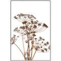 Picture of Angelica Plant _GroupedProduct_Rectangle_Portrait_Canvas_Framed_