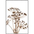 Picture of Angelica Plant _GroupedProduct_Rectangle_Portrait_Canvas_Framed_