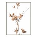 Picture of Aster Flower  _GroupedProduct_Rectangle_Portrait_Photography _GroupedProduct_Rectangle_Portrait_Canvas_Framed_