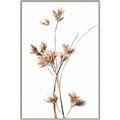 Picture of Aster Flower  _GroupedProduct_Rectangle_Portrait_Photography _GroupedProduct_Rectangle_Portrait_Canvas_Framed_