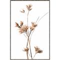 Picture of Aster Flower  _GroupedProduct_Rectangle_Portrait_Photography _GroupedProduct_Rectangle_Portrait_Canvas_Framed_