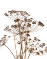 Picture of Angelica Plant _GroupedProduct_Rectangle_Portrait_Unframed_Print_Only_