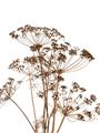 Picture of Angelica Plant _GroupedProduct_Rectangle_Portrait_Unframed_Print_Only_