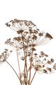 Picture of Angelica Plant _GroupedProduct_Rectangle_Portrait_Unframed_Print_Only_