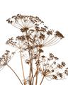 Picture of Angelica Plant _GroupedProduct_Rectangle_Portrait_Unframed_Print_Only_