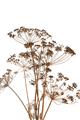 Picture of Angelica Plant _GroupedProduct_Rectangle_Portrait_Unframed_Print_Only_