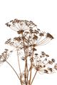 Picture of Angelica Plant _GroupedProduct_Rectangle_Portrait_Unframed_Print_Only_