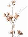 Picture of Aster Flower  _GroupedProduct_Rectangle_Portrait_Photography _GroupedProduct_Rectangle_Portrait_Unframed_Print_Only_